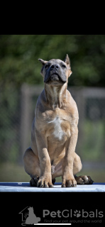 Photo №3. Chiots Cane Corso. Serbie