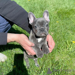 Photo №1. bouledogue - à vendre en ville de Los Angeles | négocié | Annonce №38210