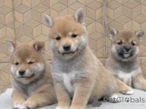 Photo №1. shiba - à vendre en ville de Bruxelles | négocié | Annonce №160279
