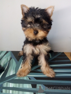 Photo №1. yorkshire terrier - à vendre en ville de Wrocław | négocié | Annonce №77748