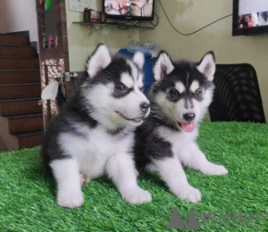 Photo №1. husky de sibérie - à vendre en ville de Puchheim | Gratuit | Annonce №85033