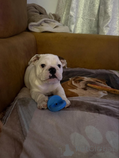 Photo №4. Je vais vendre bulldog anglais en ville de Asch. éleveur - prix - 300€