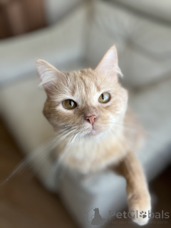 Photo №2 de l'annonce № 138800 de la vente  - acheter à Biélorussie 