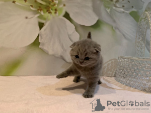 Photo №4. Je vais vendre scottish fold en ville de Мюнхен-Флугхафен. annonce privée, éleveur - prix - 380€