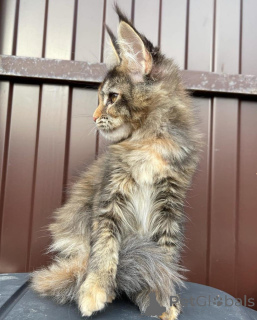Photo №3. Gagner un Maine-Coon-Kätzchens. Allemagne