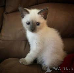 Photo №3. Les chatons siamois Schattige veulent un nouveau jeudi.. Belgique