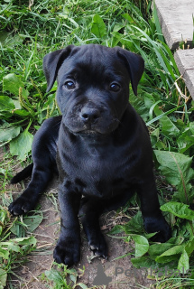 Photo №2 de l'annonce № 7243 de la vente staffordshire bull terrier - acheter à Fédération de Russie éleveur