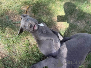 Photo №2 de l'annonce № 173405 de la vente cane corso - acheter à Danemark annonce privée, éleveur