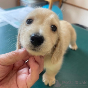 Photo №2 de l'annonce № 85225 de la vente teckel - acheter à Koweït annonce privée