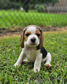 Photo №4. Je vais vendre beagle en ville de Rostock. annonce privée - prix - 360€