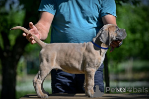 Photo №4. Je vais vendre cane corso en ville de Belgrade. éleveur - prix - négocié