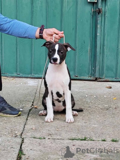 Photo №4. Je vais vendre staffordshire bull terrier en ville de Požarevac.  - prix - négocié