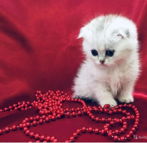 Photo №2 de l'annonce № 5489 de la vente british shorthair - acheter à Fédération de Russie de la fourrière, éleveur