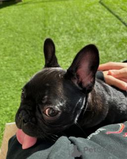 Photo №3. Chiots bouledogue français. Allemagne