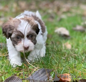 Photo №1. bichon havanais - à vendre en ville de Chicago | 531€ | Annonce №138634