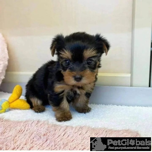 Photo №1.  - à vendre en ville de Key West | 691€ | Annonce №134728