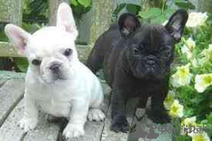 Photo №1. bouledogue - à vendre en ville de Bordeaux | négocié | Annonce №175538