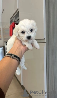 Photo №1. bichon maltais - à vendre en ville de Helsinki | 331€ | Annonce №127516