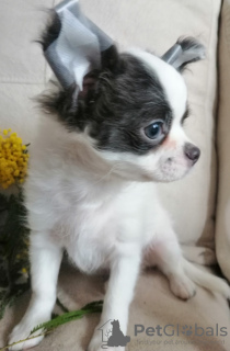 Photo №1. chihuahua - à vendre en ville de Mogilyov | négocié | Annonce №40389