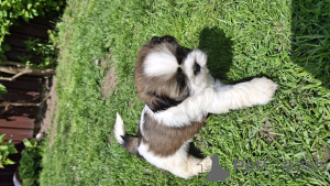 Photo №1. lhassa apso, pékinois, shih tzu - à vendre en ville de Tallinn | 600€ | Annonce №139538