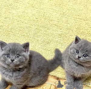 Photo №1. british shorthair - à vendre en ville de Wiesbaden | négocié | Annonce № 128798