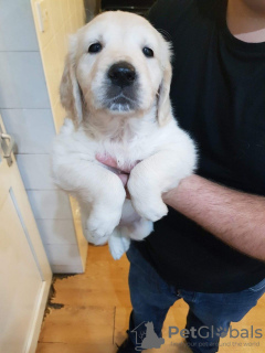 Photo №3. Deux chiots Golden Retriever vaccinés disponibles maintenant. Allemagne