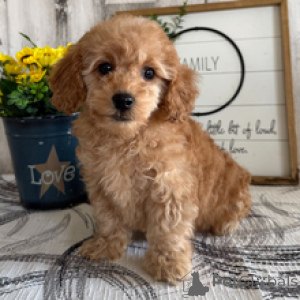 Photo №1. caniche (jouet) - à vendre en ville de Hambourg | 300€ | Annonce №165018