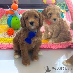 Photo №2 de l'annonce № 161598 de la vente labradoodle - acheter à Luxembourg annonce privée, éleveur