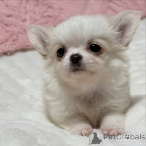 Photo №3. Chiot Chihuahua disponible à l'adoption. Grèce