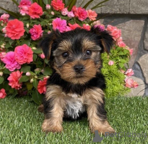 Photo №3. De magnifiques chiots Yorkshire Terrier vaccinés disponibles dès maintenant pour. USA