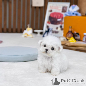 Photo №1. bichon à poil frisé - à vendre en ville de Hinthaara | négocié | Annonce №162092
