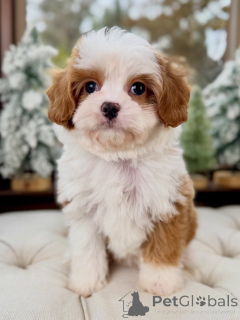 Photo №2 de l'annonce № 160390 de la vente cavalier king charles spaniel - acheter à Allemagne annonce privée
