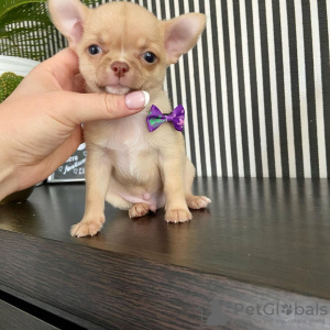 Photo №1. chihuahua - à vendre en ville de Birlenbach | 410€ | Annonce №83113