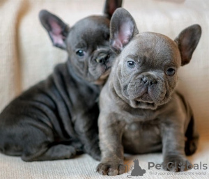 Photo №1. bouledogue - à vendre en ville de Manzini | négocié | Annonce №42807