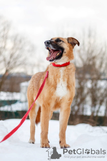 Photo №4. Je vais vendre chien bâtard en ville de Москва. de l'abri - prix - Gratuit