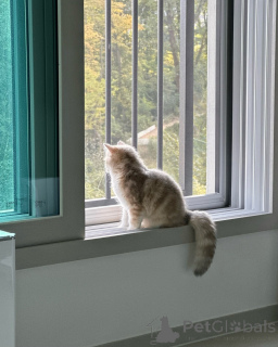 Photo №3. Looks d'ours en peluche de chatons British Shorthair crème dorée de race pure. Allemagne
