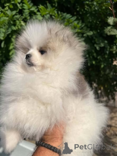 Photo №1. spitz nain - à vendre en ville de Nouveau jardin | 600€ | Annonce №177557