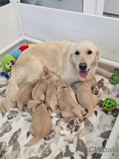 Photo №1. golden retriever - à vendre en ville de Faire de la femelle | négocié | Annonce №177760