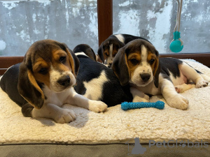 Photo №3. Chiots beagle enregistrés Akc. USA