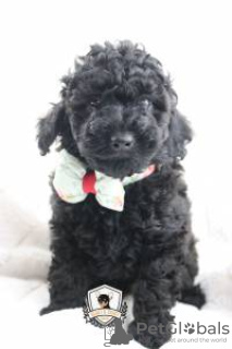 Photo №3. JOUET CANICHE. Portugal