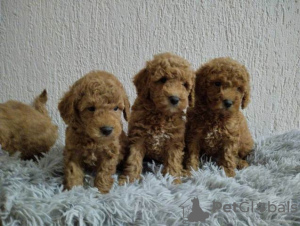 Photo №3. Chiots Caniche Toy. Serbie