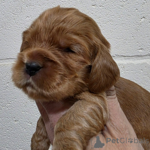 Photo №4. Je vais vendre cocker spaniel anglais en ville de Espoo. annonce privée - prix - négocié