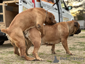 Photos supplémentaires: Chiots Boerboel Mastiff sud-africains