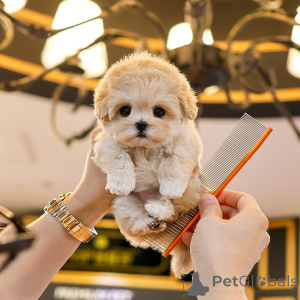 Photo №1. maltipu - à vendre en ville de Texas | négocié | Annonce №151801