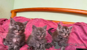 Photo №1. maine coon - à vendre en ville de Langenfeld | 350€ | Annonce № 178041