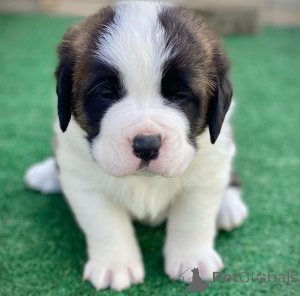 Photo №3. Chiots Saint-Bernard. Mexique
