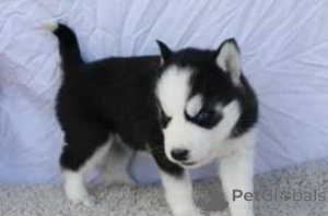 Photo №1. husky de sibérie - à vendre en ville de Brasschaat | négocié | Annonce №170838
