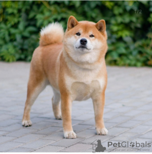 Photos supplémentaires: Chiots Shiba Inu