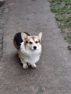 Photo №3. Welsh Corgi, 18 mois. Serbie