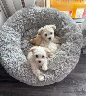 Photo №1. bichon à poil frisé - à vendre en ville de Dinslavken | 350€ | Annonce №153467